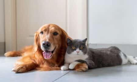 Golden Retriever And British Shorthair Get Along