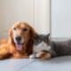 Golden Retriever And British Shorthair Get Along