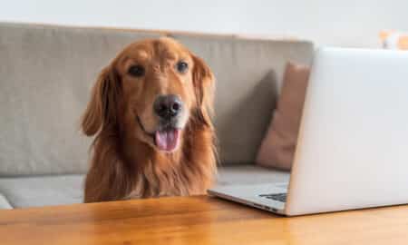 Golden Retriever And Laptop On Desktop