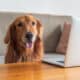 Golden Retriever And Laptop On Desktop
