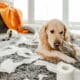 Golden Retriever Dog Playing With Toilet Paper In Living Room And Broken Plant