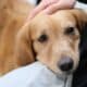 Golden Retriever Dog Putting Head On Owner'S Lap. Owner'S Hand Stroking Pet Puppy