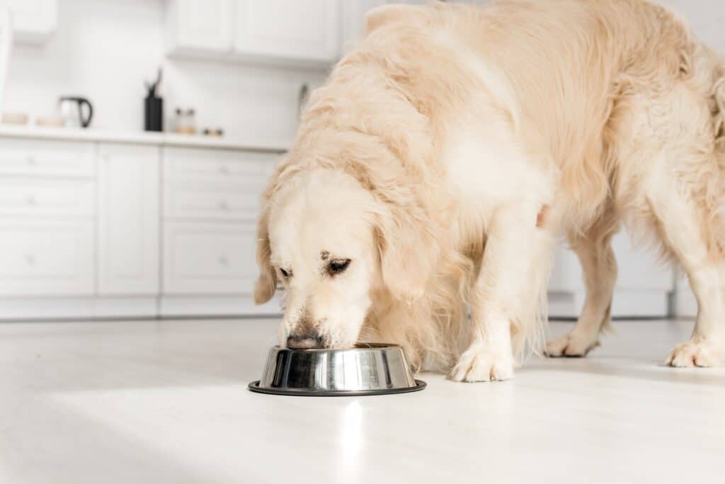Golden Retriever Eating Dog Food From Metal Bowl In Kitchen
