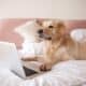 Golden Retriever Lying On Bed Using The Laptop