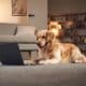 Golden Retriever Sitting In Front Of A Laptop