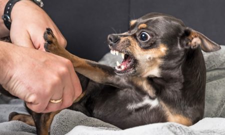 Gooddogbite Min