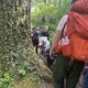 Great Pyrenees Getting Carried Down The Mountain