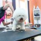 Groomers