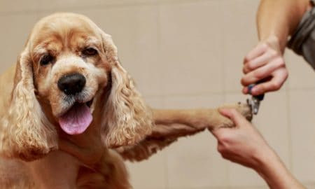 Groomingstill1 Min