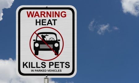 Hot Car