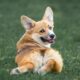 Heres What You Need To Know About Corgis