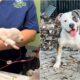 Hero Dog Donates Blood To Anemic Puppy