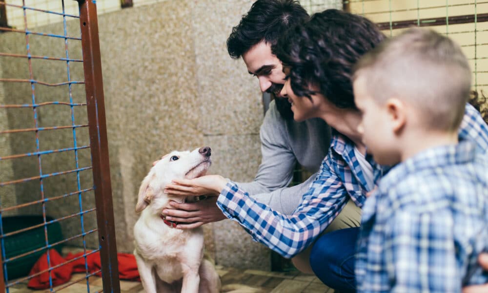 Holiday Dog Adoption