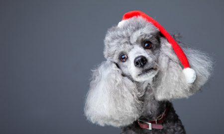 Holidaygrooms2 Min