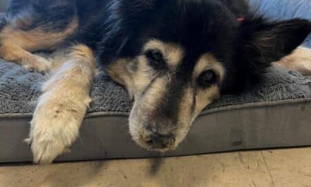 Honey The Senior Husky