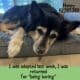 Honey The Senior Husky