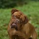 Hooch2