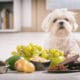 Dog Posing Infront Of Human Foods Dogs Can'T Eat