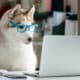 Husky Dog Wearing Blue Glasses Looks At The Laptop On The Desk.