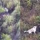 Husky Seen Hanging Out With A Family Of Bears