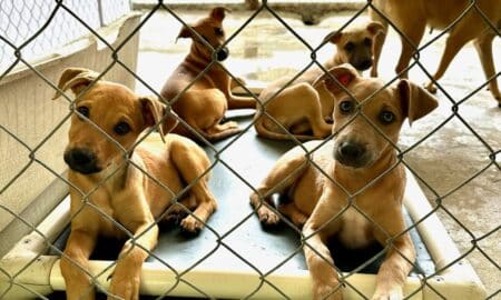 Potcake Dogs Inside Kennels