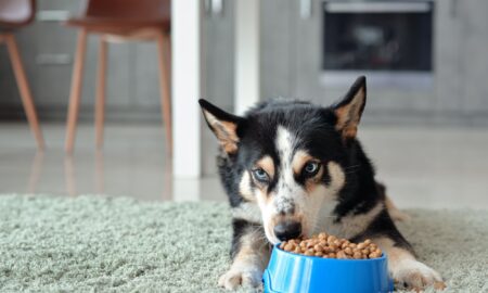 Improper Pet Food Bowl Handling