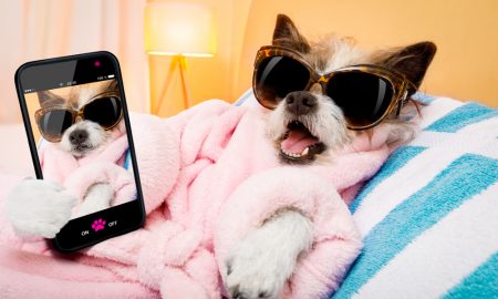 Instagramdogs