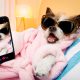 Instagramdogs