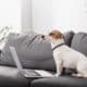 Jack Russell Terrier Infront Of Laptop On Grey Couch In Modern Living Room