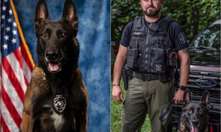 Jacquo The K9 Dog