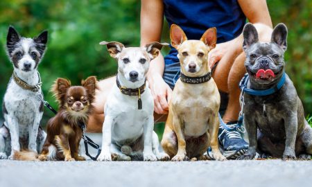 Jobwithdogs