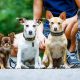 Jobwithdogs