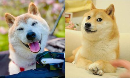 Kabosu The Doge Meme Crosses The Rainbow Bridge At 18