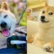 Kabosu The Doge Meme Crosses The Rainbow Bridge At 18