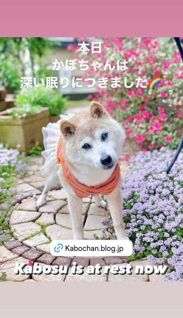 Kabosumama Instagram Story