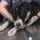 King The Dog Found With An Embedded Collar