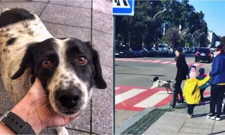 Kupata The Crossing Guard Dog