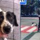 Kupata The Crossing Guard Dog