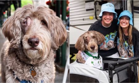 Kygo The Dog Meeting Kygo The Dj