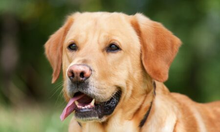 Labradors 1 31 Years Straight