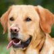 Labradors 1 31 Years Straight