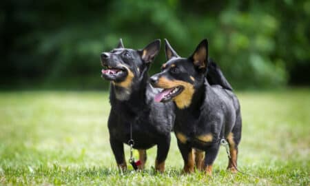 Lancashire Heeler Couple Posing In Summer