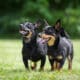 Lancashire Heeler Couple Posing In Summer
