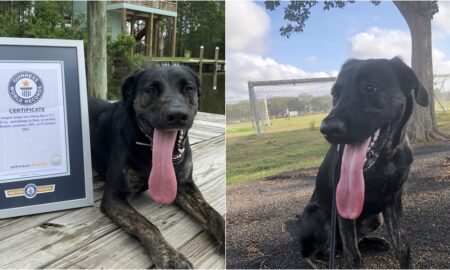 Longest Tongue On A Living Dog Zoey