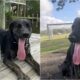 Longest Tongue On A Living Dog Zoey