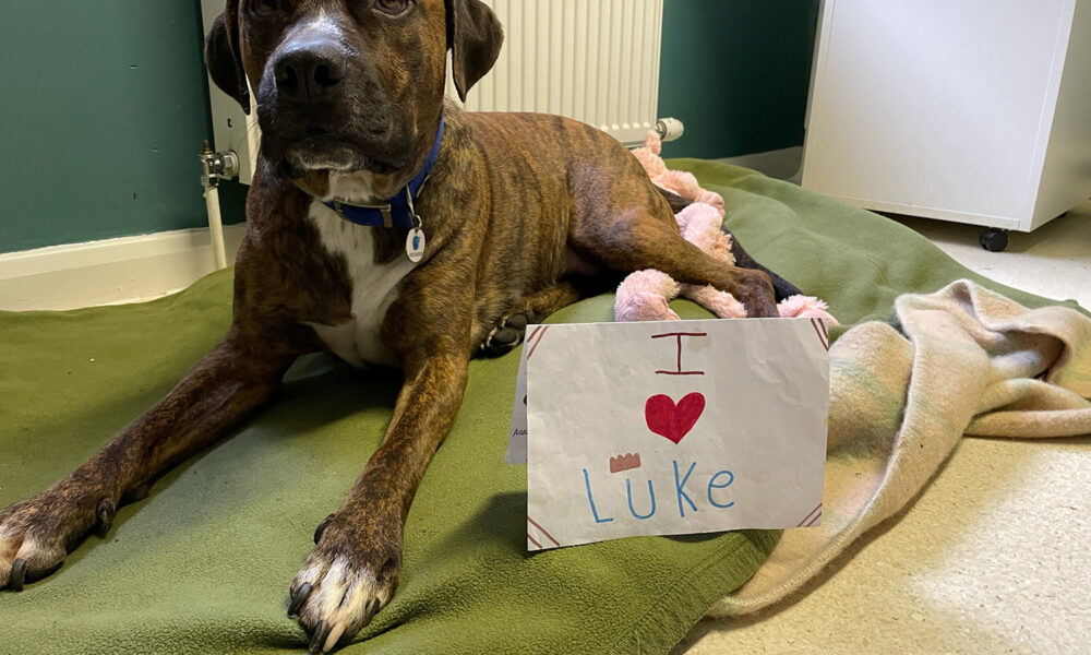 Luke Battersea Dog