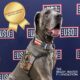 Maverick, The 2023 American Humane Hero Dog Award Winner