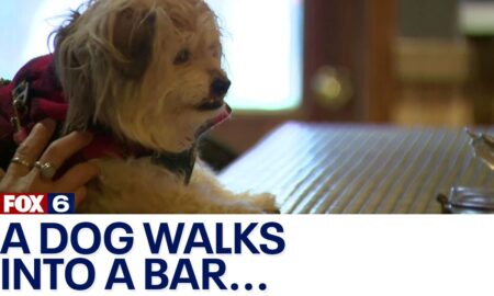 Milwaukee Dog At The Bar