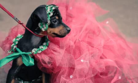 Miniature Pinscher Dog In Pink Tutu Costume For A Fashion Show