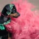 Miniature Pinscher Dog In Pink Tutu Costume For A Fashion Show